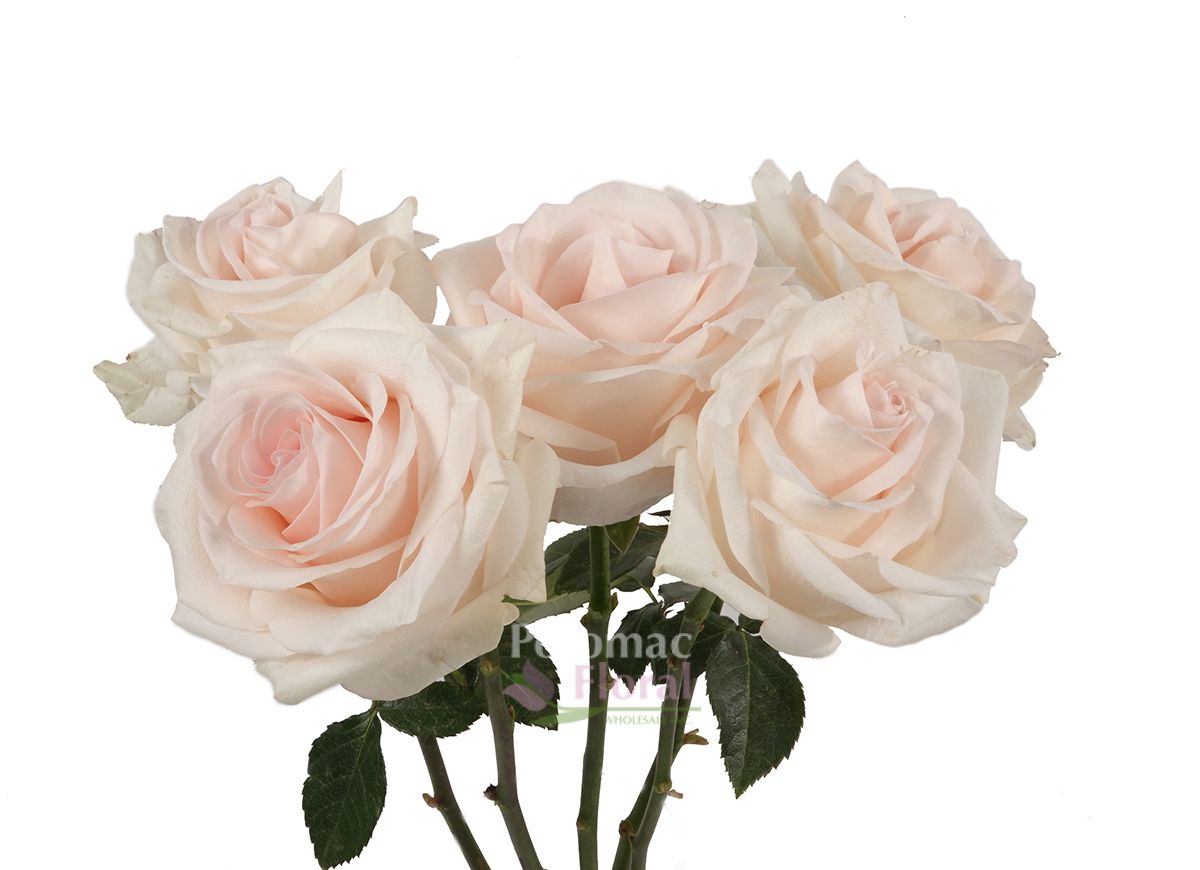 Bridal Akito Rose Blush Pink, 40 To 50cm - Potomac Floral Wholesale